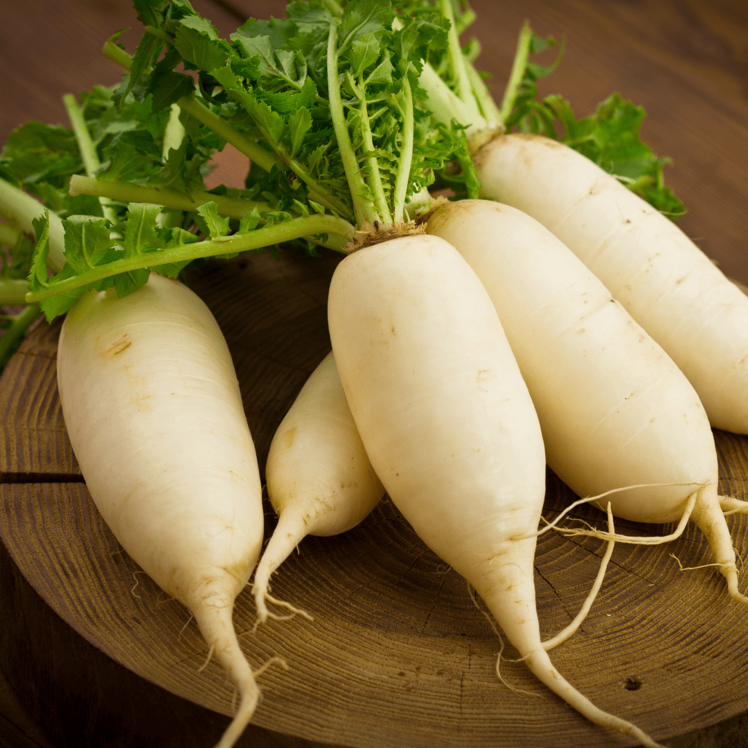 Radish Root - L'Ouest