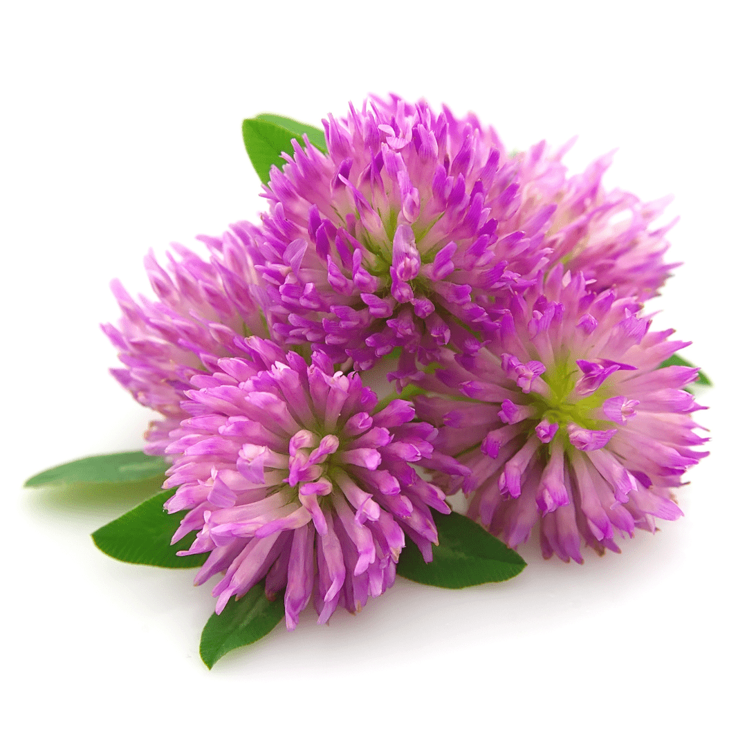 Red Clover - L'Ouest