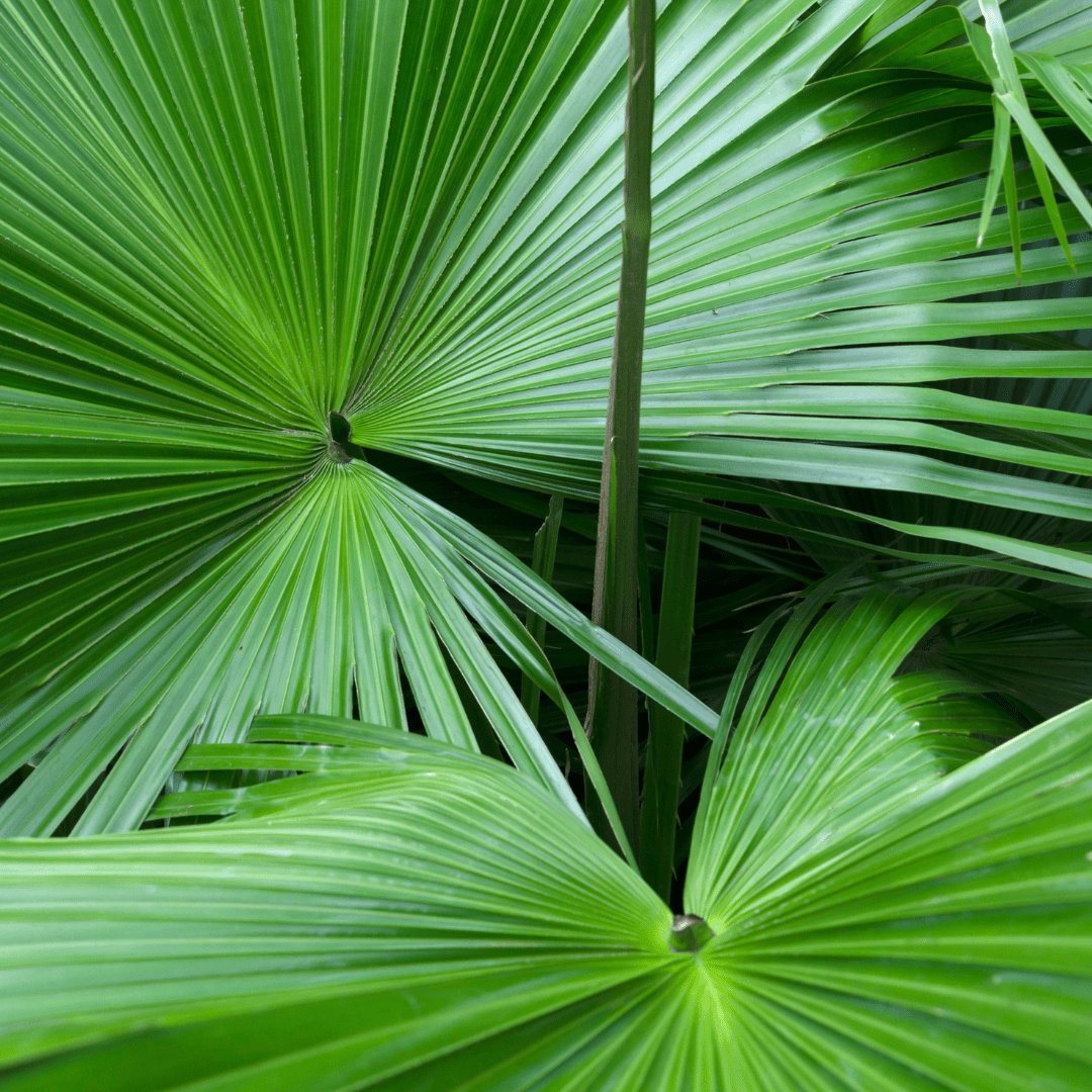 Saw Palmetto - L'Ouest