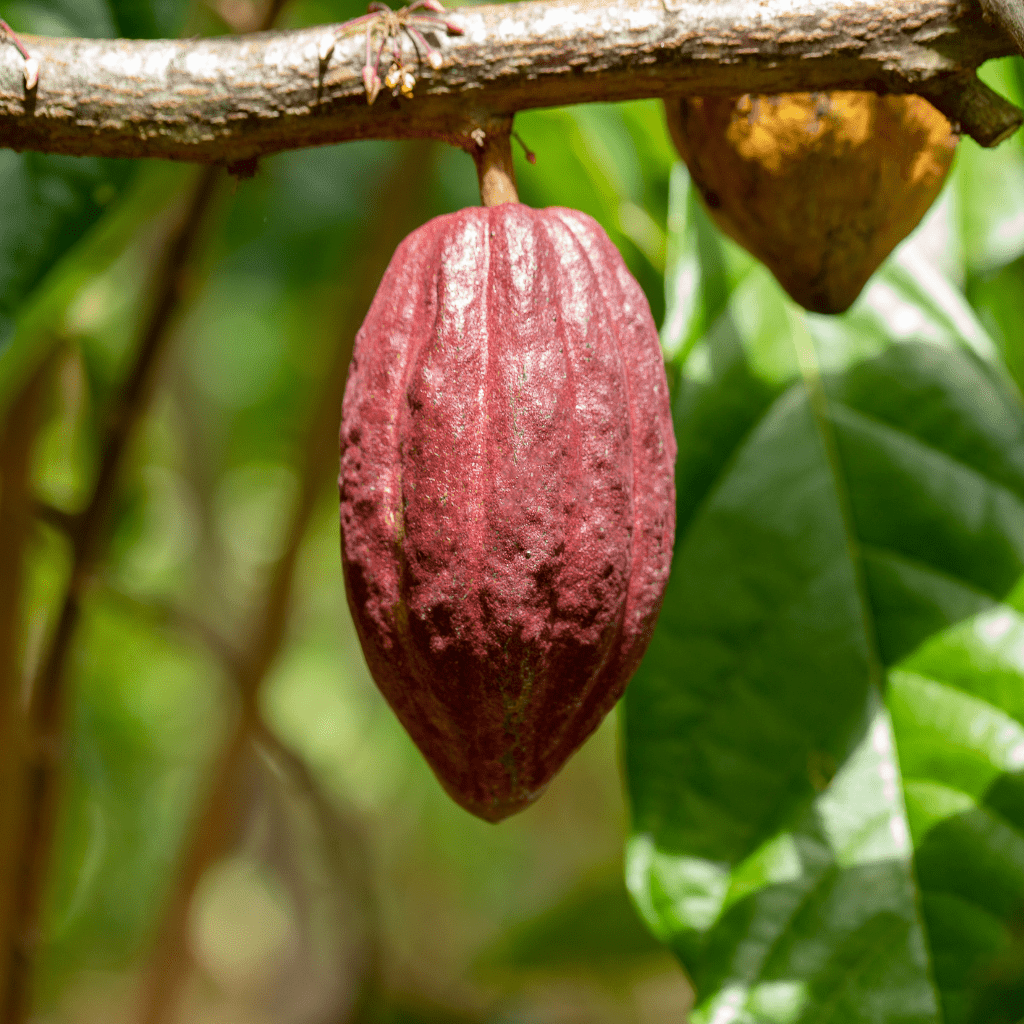 Theobroma Cacao - L'Ouest