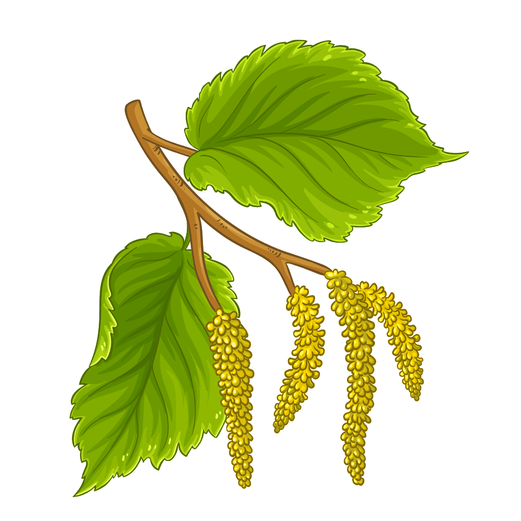 Witch Hazel - L'Ouest