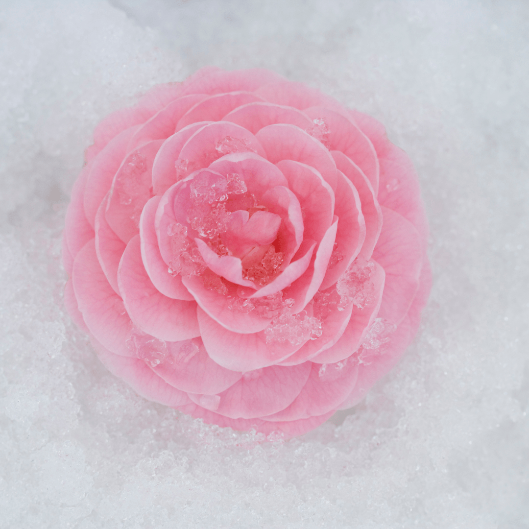 Camellia Sinensis Leaf - L'Ouest