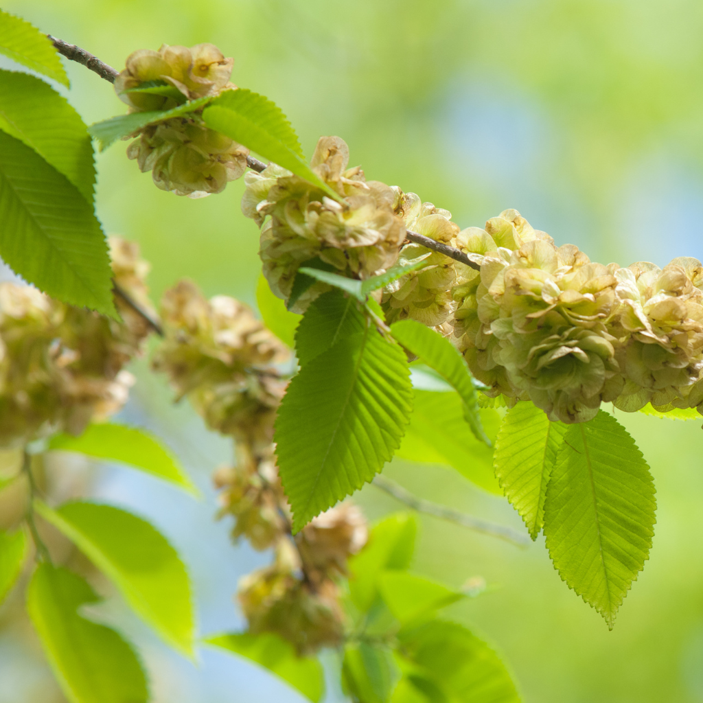 Slippery Elm