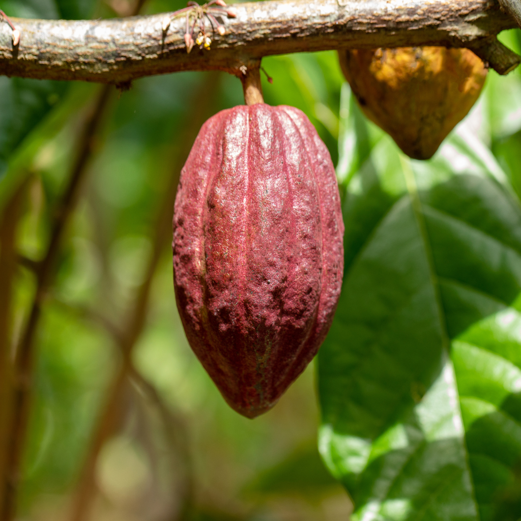 Theobroma Cacao