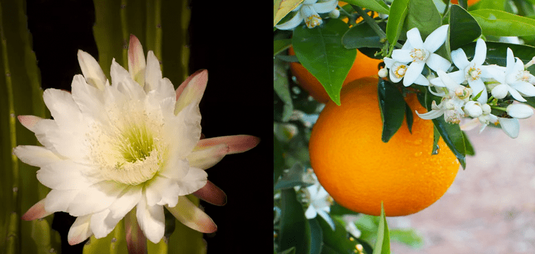 Orange Blossom & Cactus Flower - A Heavenly Combination - L'Ouest