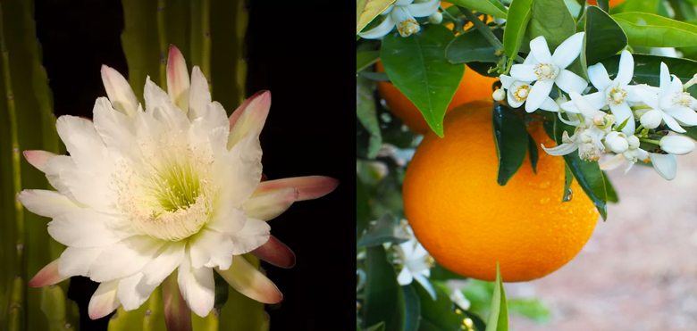 Orange Blossom & Cactus Flower - A Heavenly Combination