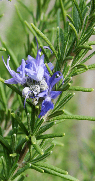 Rosemary - The Best (Unkept) Secret in Beauty - L'Ouest